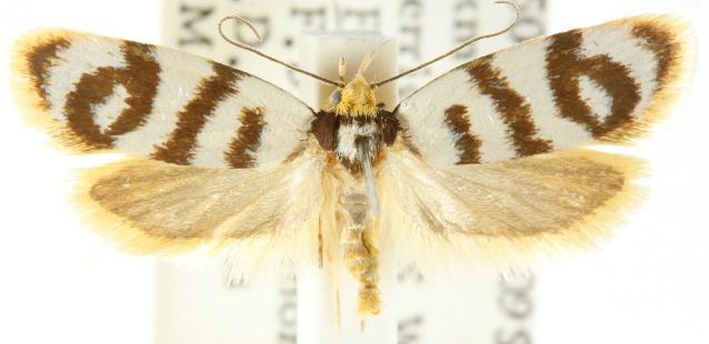 Linosticha cyclophragma