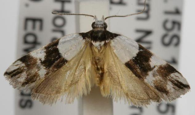 Zonopetala decisana
