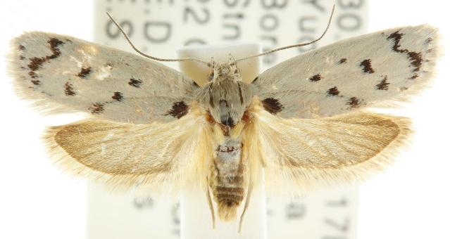 Ericibdela delotis