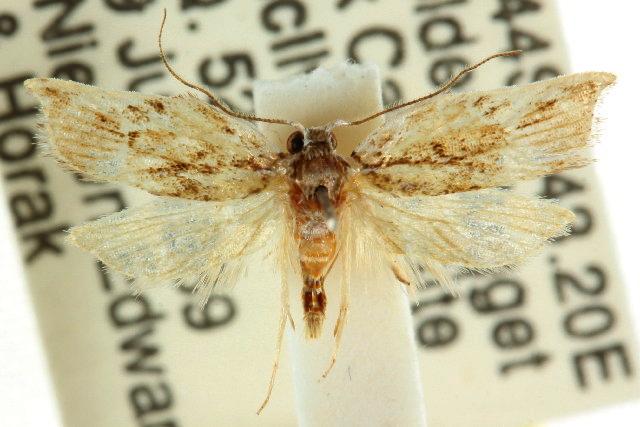Coryphoscola dictyosema