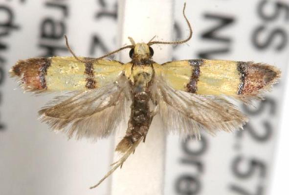 Heteroteucha distephana