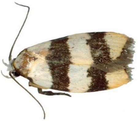 Zonopetala divisella