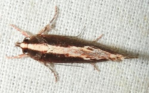 Archaereta dorsivittella