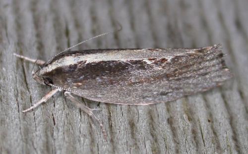 Archaereta dorsivittella