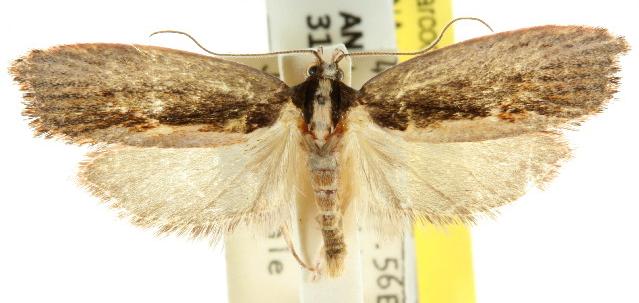 Archaereta dorsivittella