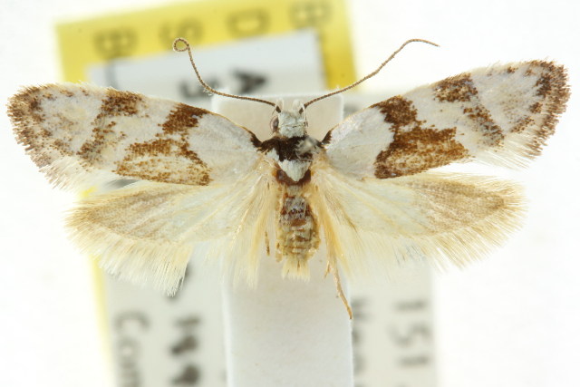 Euphiltra epilecta