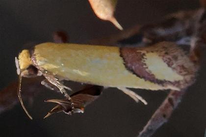 Coeranica eritima