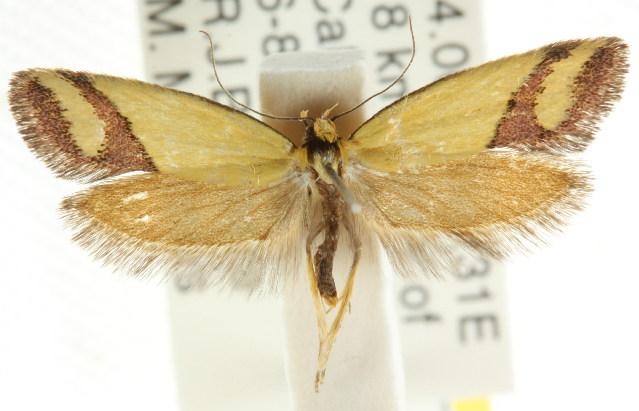 Coeranica eritima