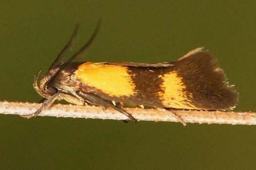 Antipterna euanthes
