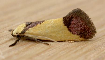 Crepidosceles exanthema