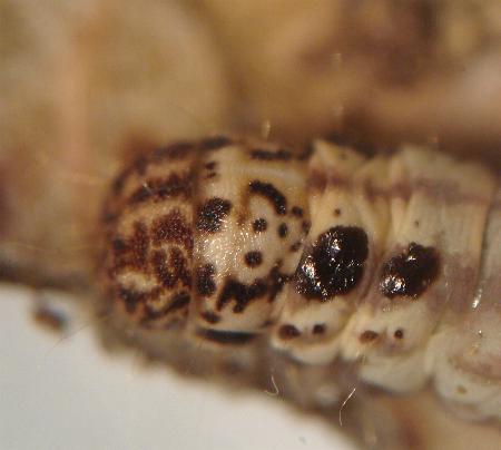 Chrysonoma fascialis