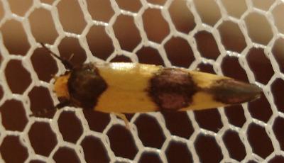 Chrysonoma fascialis