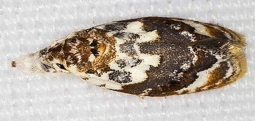 Piloprepes gelidella