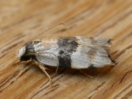 Zonopetala glauconephela
