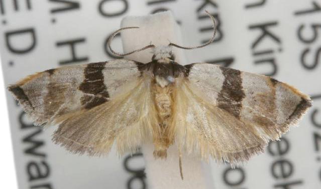 Zonopetala glauconephela