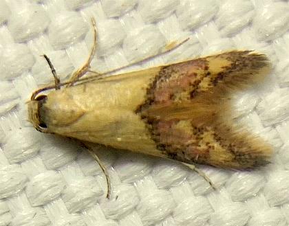 Hemibela gnomica