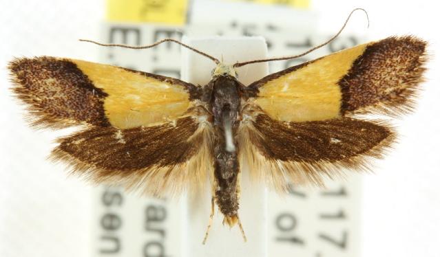 Hemibela hemicalypta