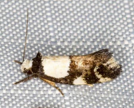 Placocosma hephaestea
