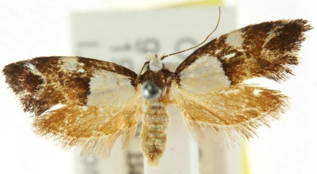 Placocosma hephaestea