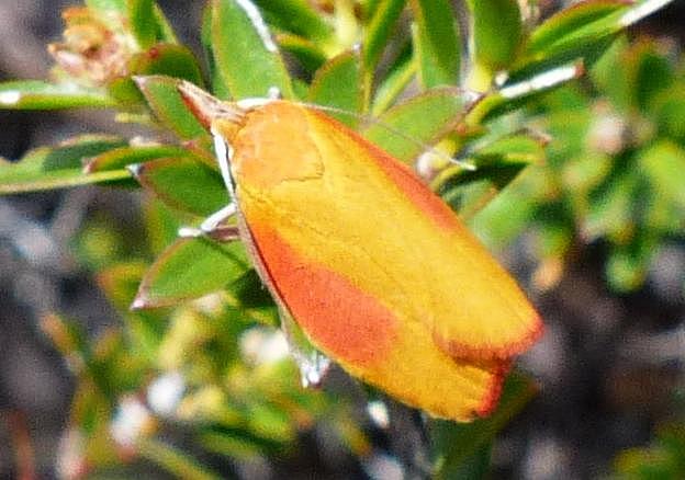 Wingia hesperidella
