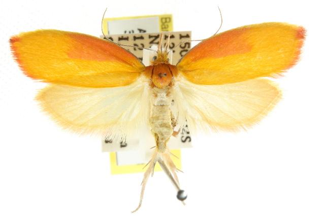 Wingia hesperidella