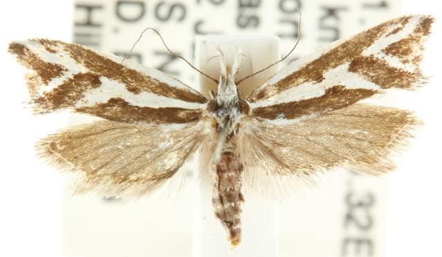 Orthiastis hyperocha
