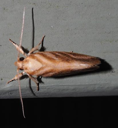 Habroscopa idiocosma