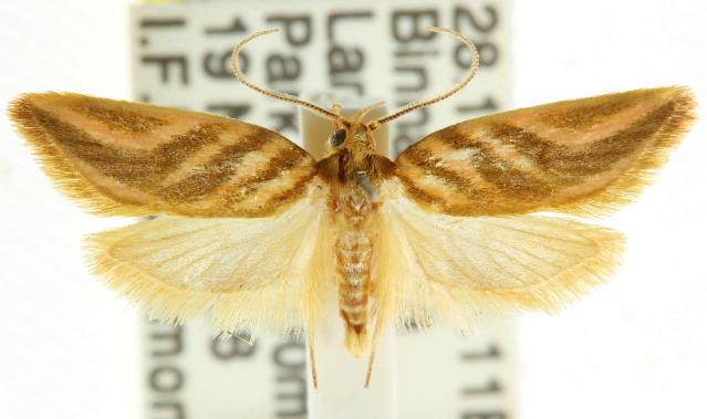 Habroscopa idiocosma