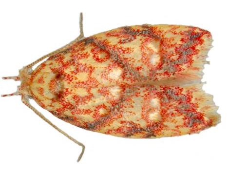 Lophopepla igniferella