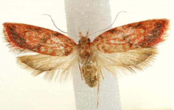 Lophopepla igniferella