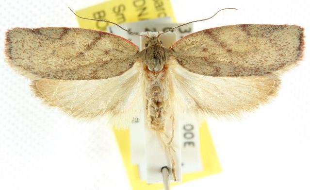Euchaetis inceptella
