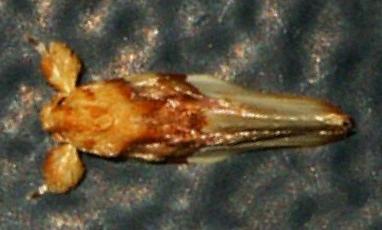 Habroscopa iriodes