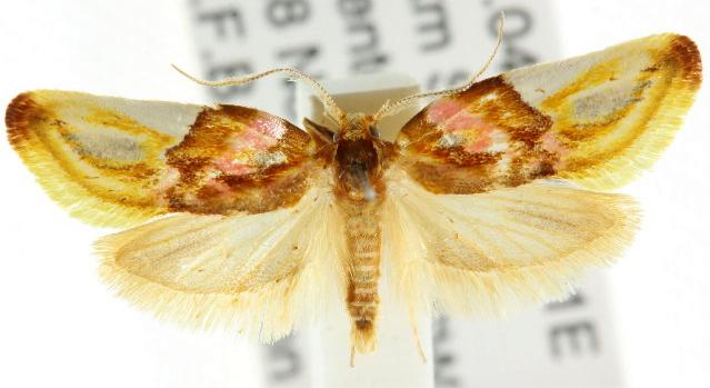 Habroscopa iriodes