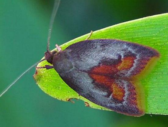 Epicurica laetiferanus
