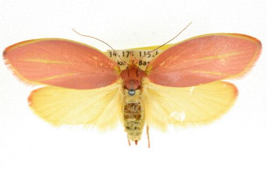Wingia lambertella