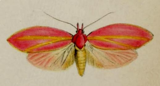 Wingia lambertella