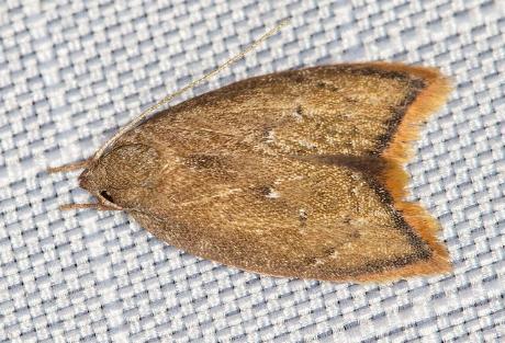 Parocystola leucospora