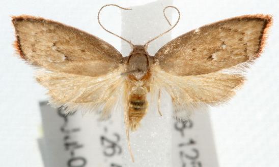 Parocystola leucospora