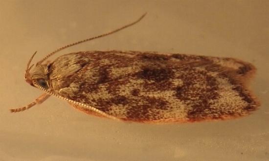 Garrha limbata