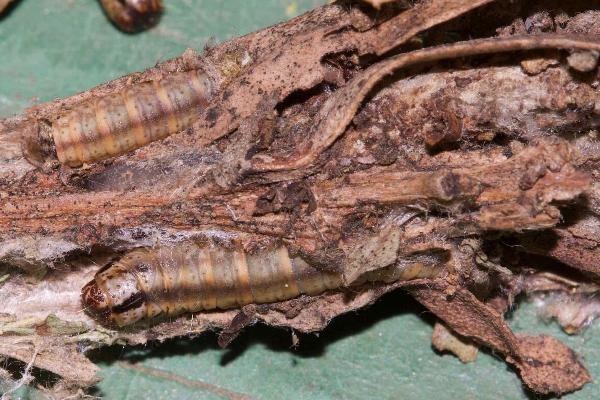 Ptyoptila matutinella