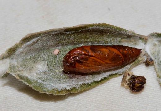Ptyoptila matutinella