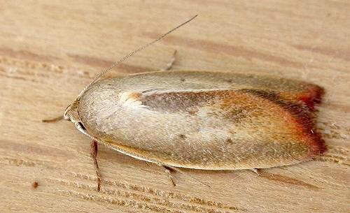 Ptyoptila matutinella