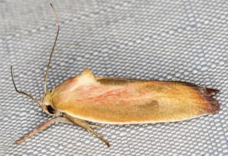 Ptyoptila matutinella