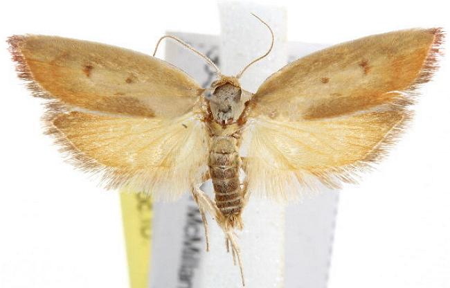 Ptyoptila matutinella