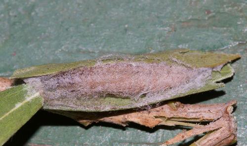 Ptyoptila matutinella