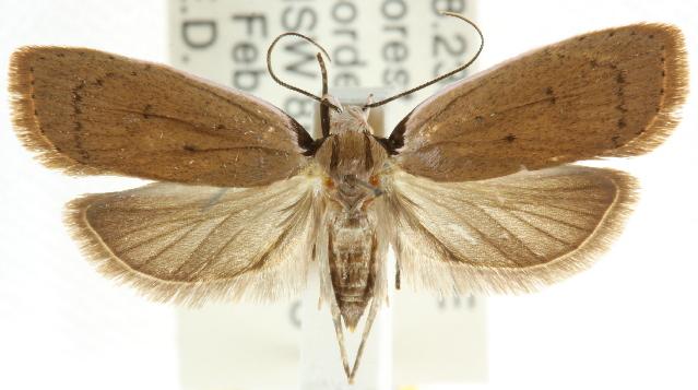 Zonopetala melanoma