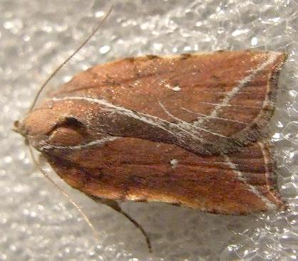 Arachnographa micrastrella