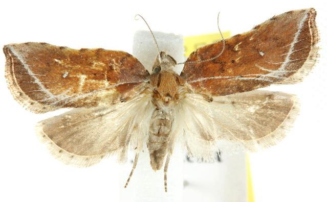 Arachnographa micrastrella