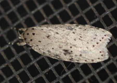 Stictochila myriospila