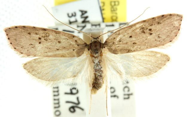 Stictochila myriospila